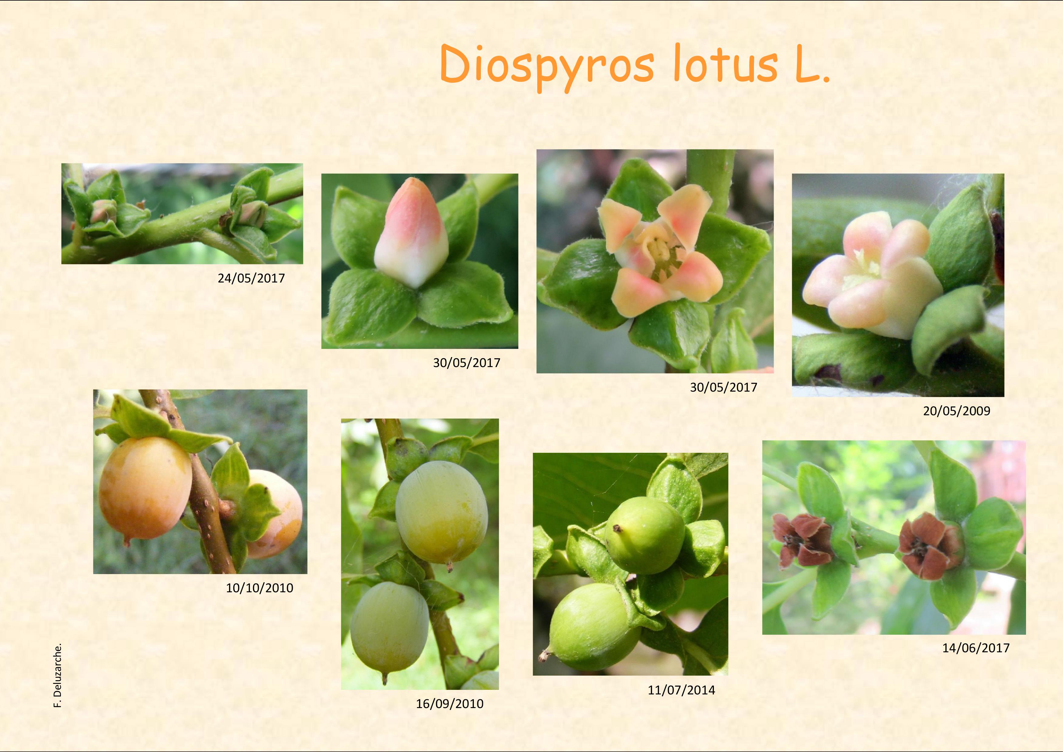 fleur_au_fruit_dec_2017_1.jpg