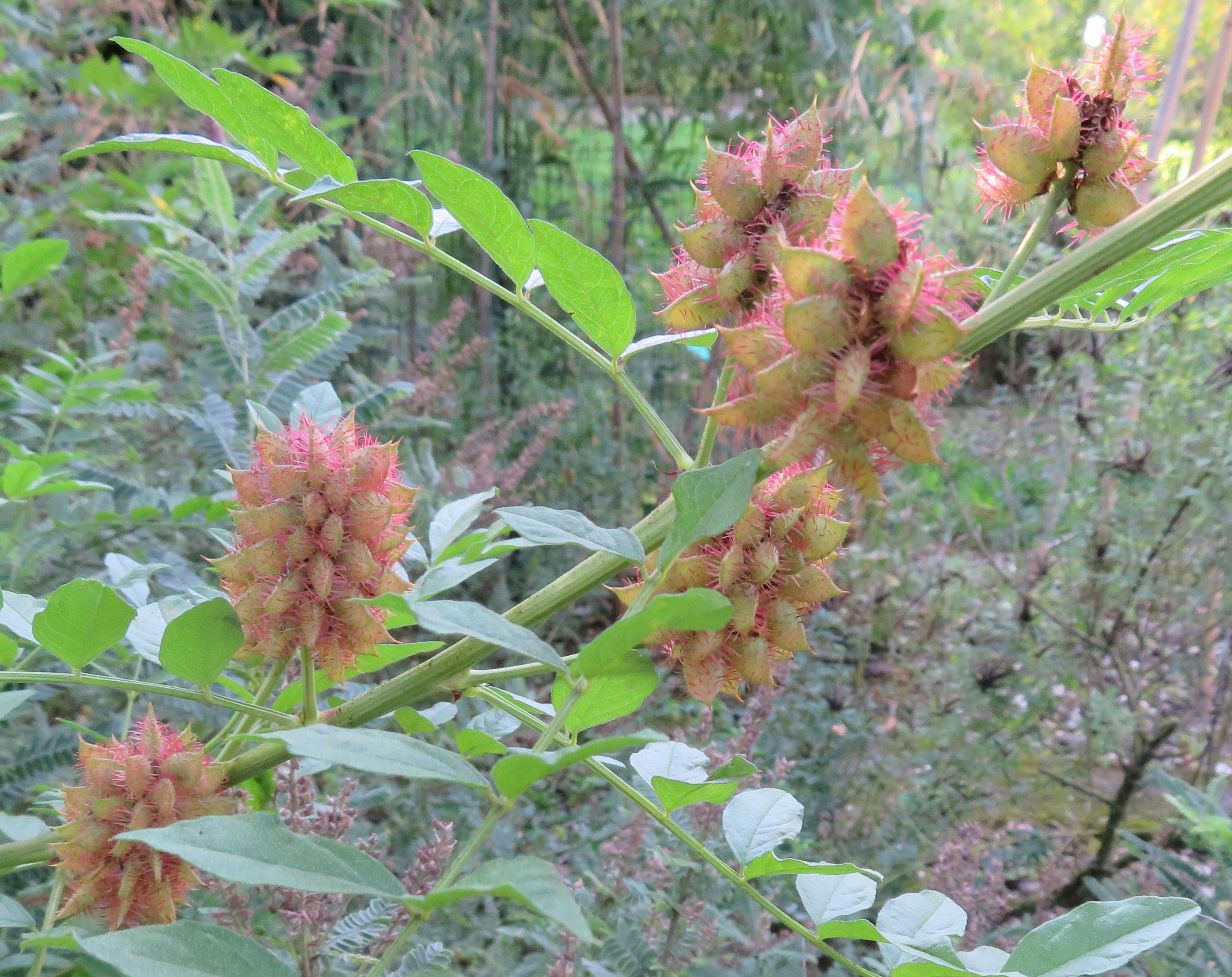 Glycyrrhiza_echinata.jpg