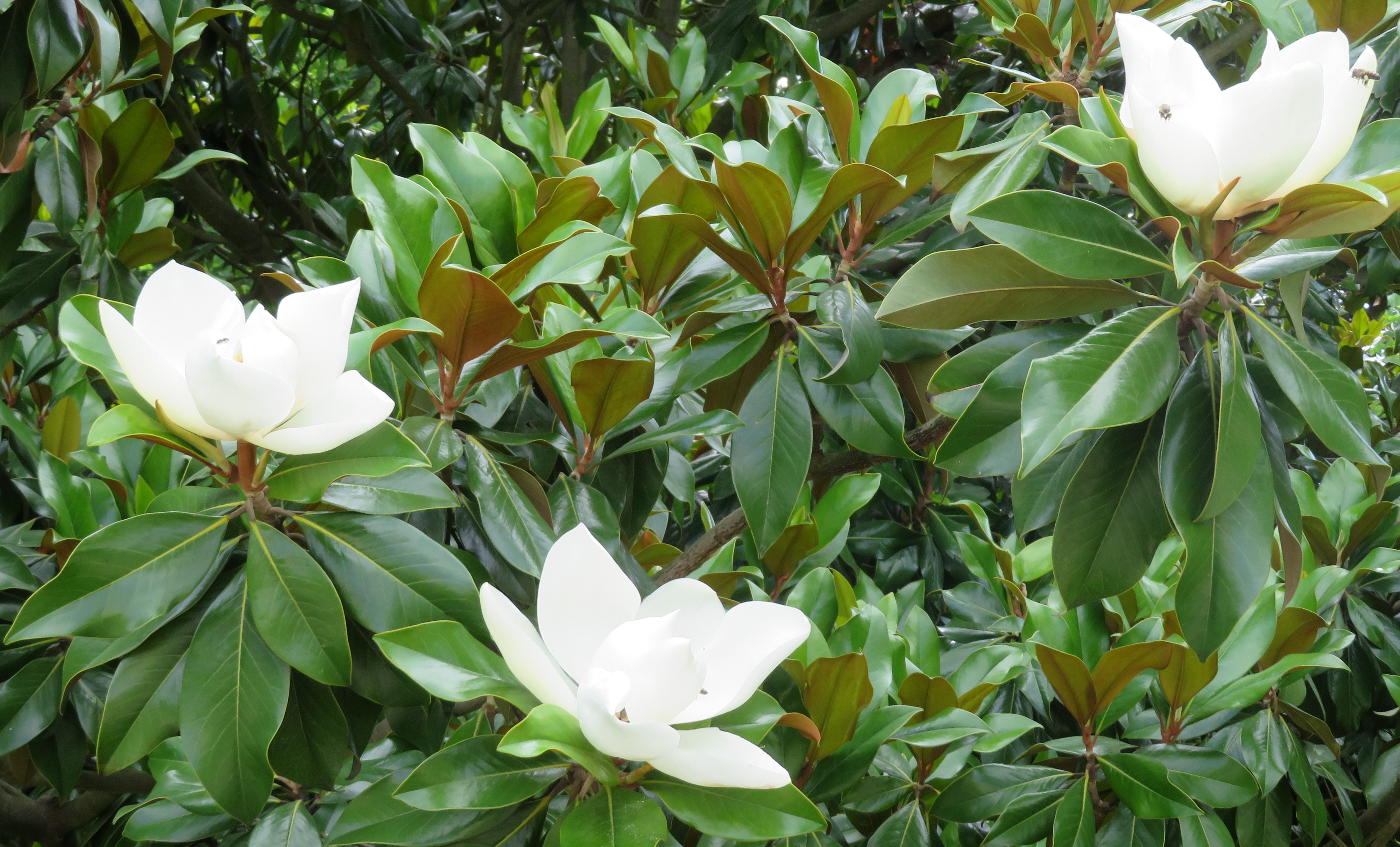 Magnolia_grandiflora.jpg