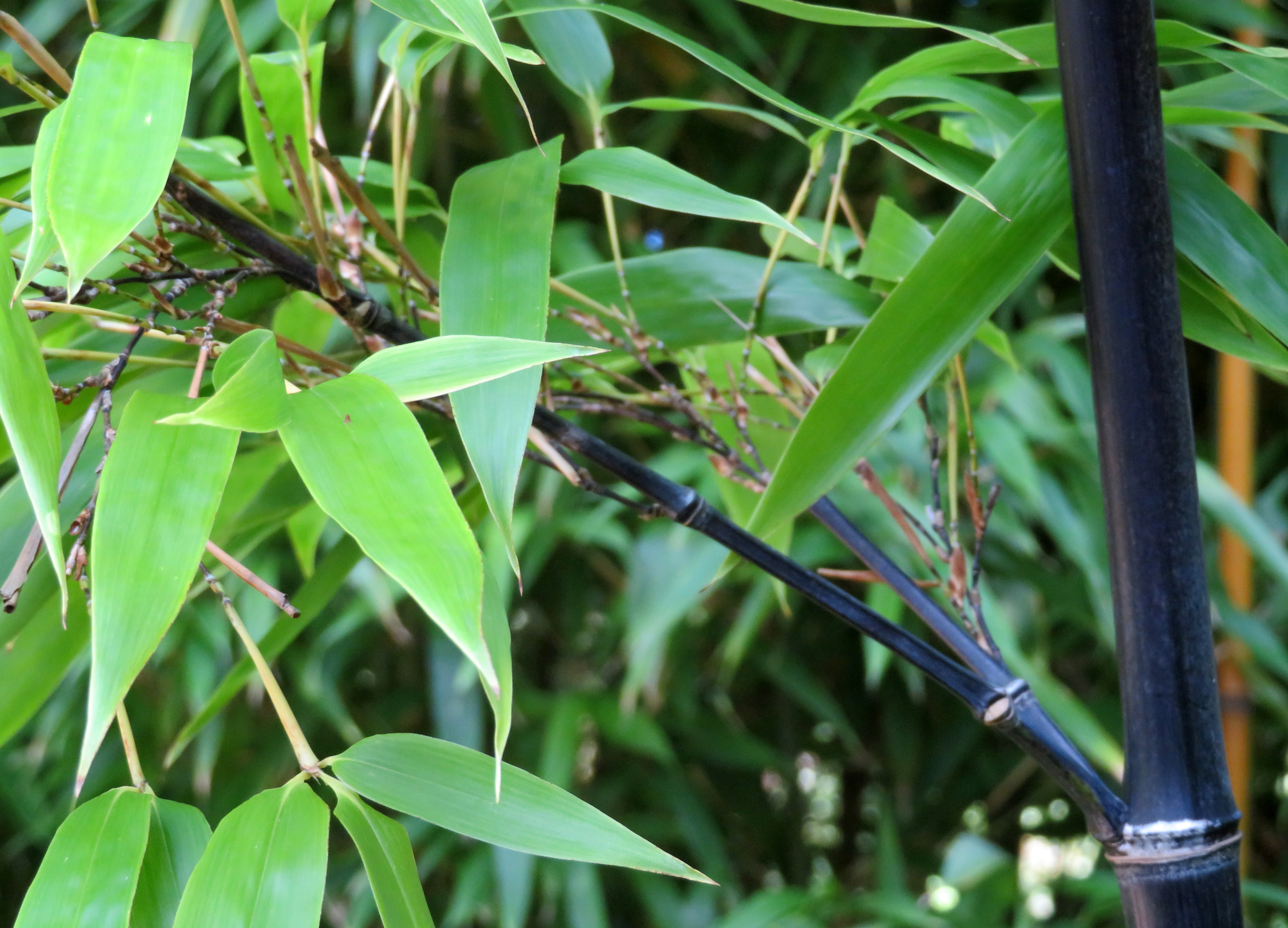 Phyllostachys_nigra.jpg