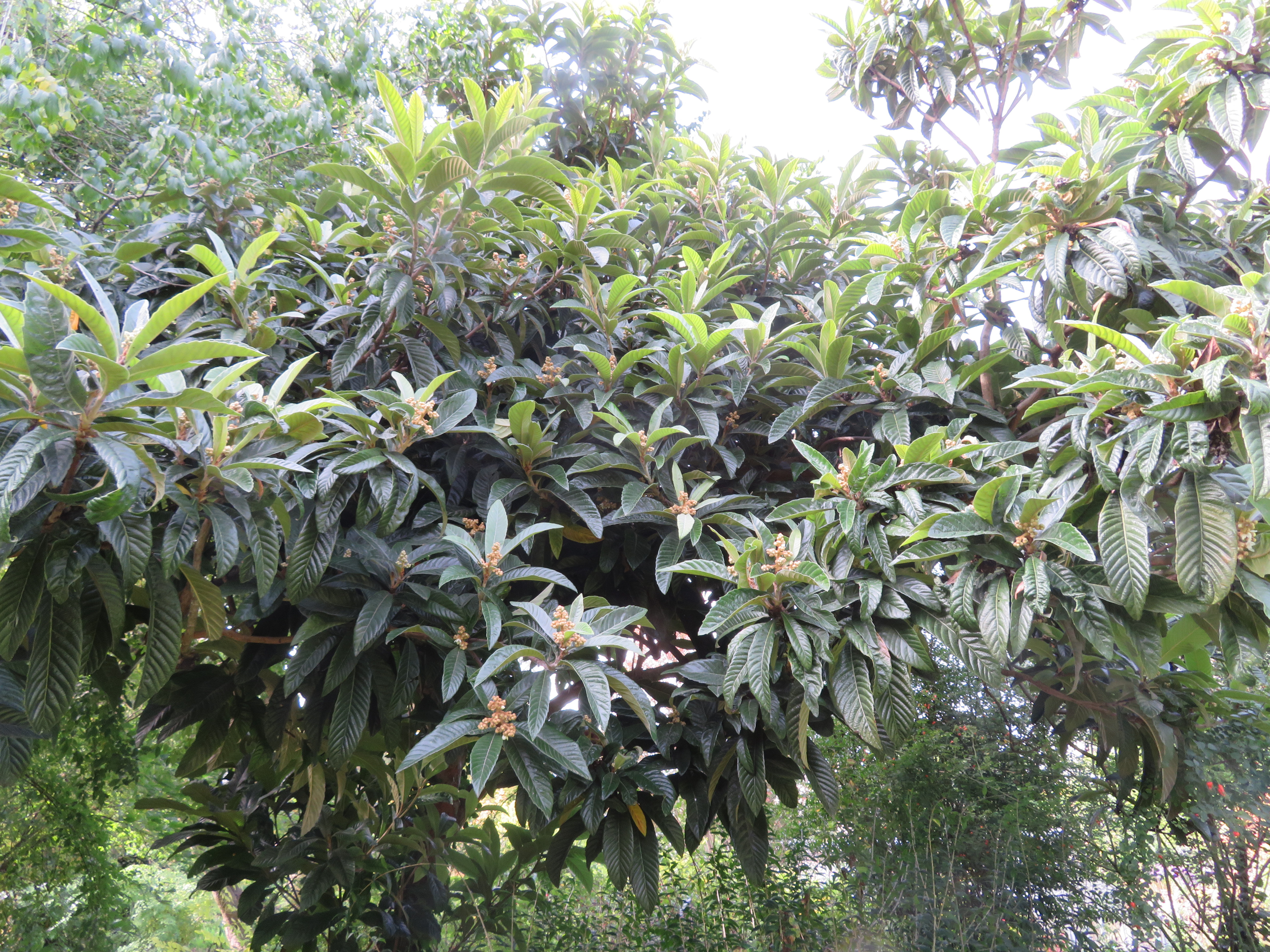 Eriobotrya_japonica_.jpg