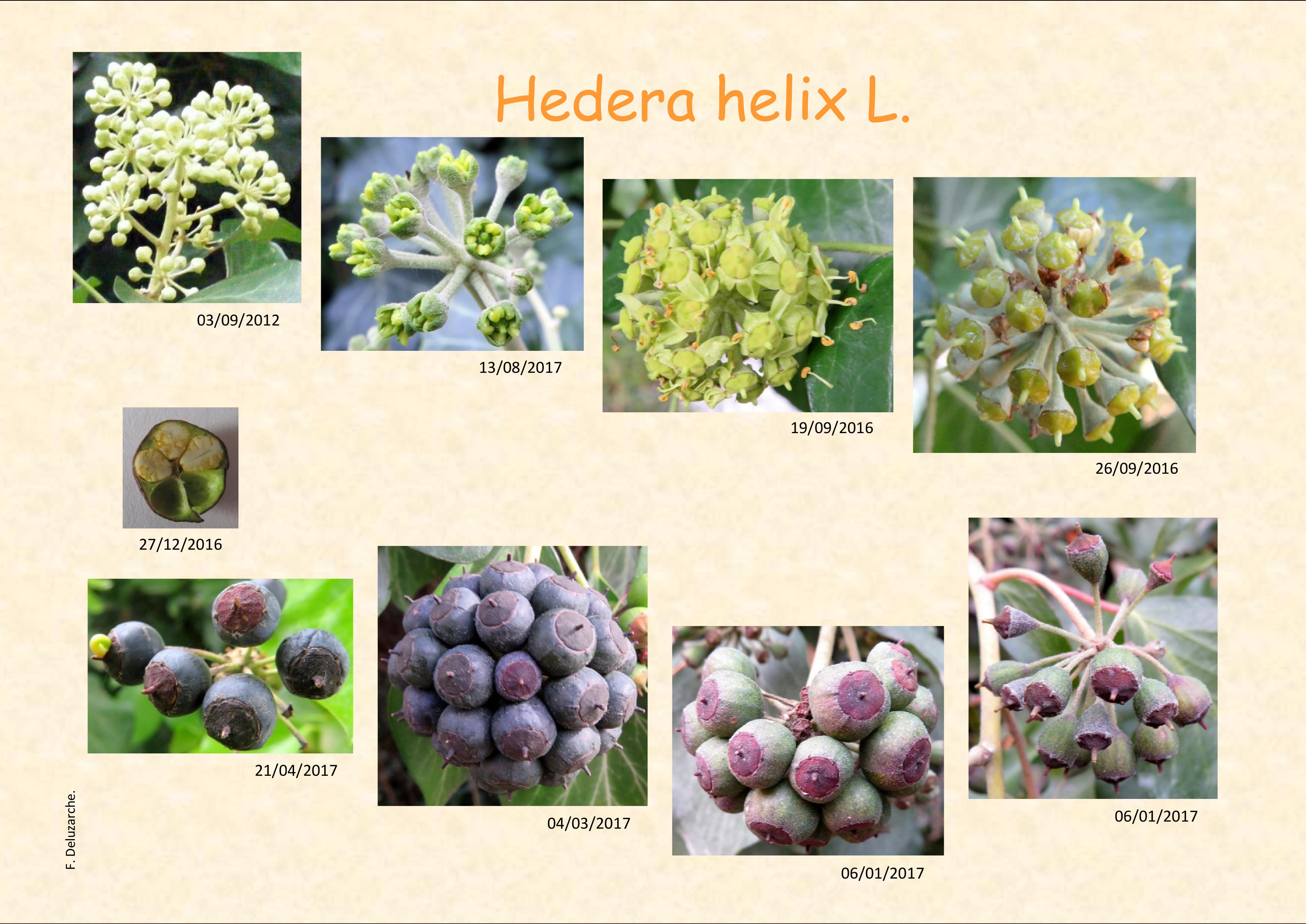 fleur_au_fruit_fevrier_2018_1.jpg