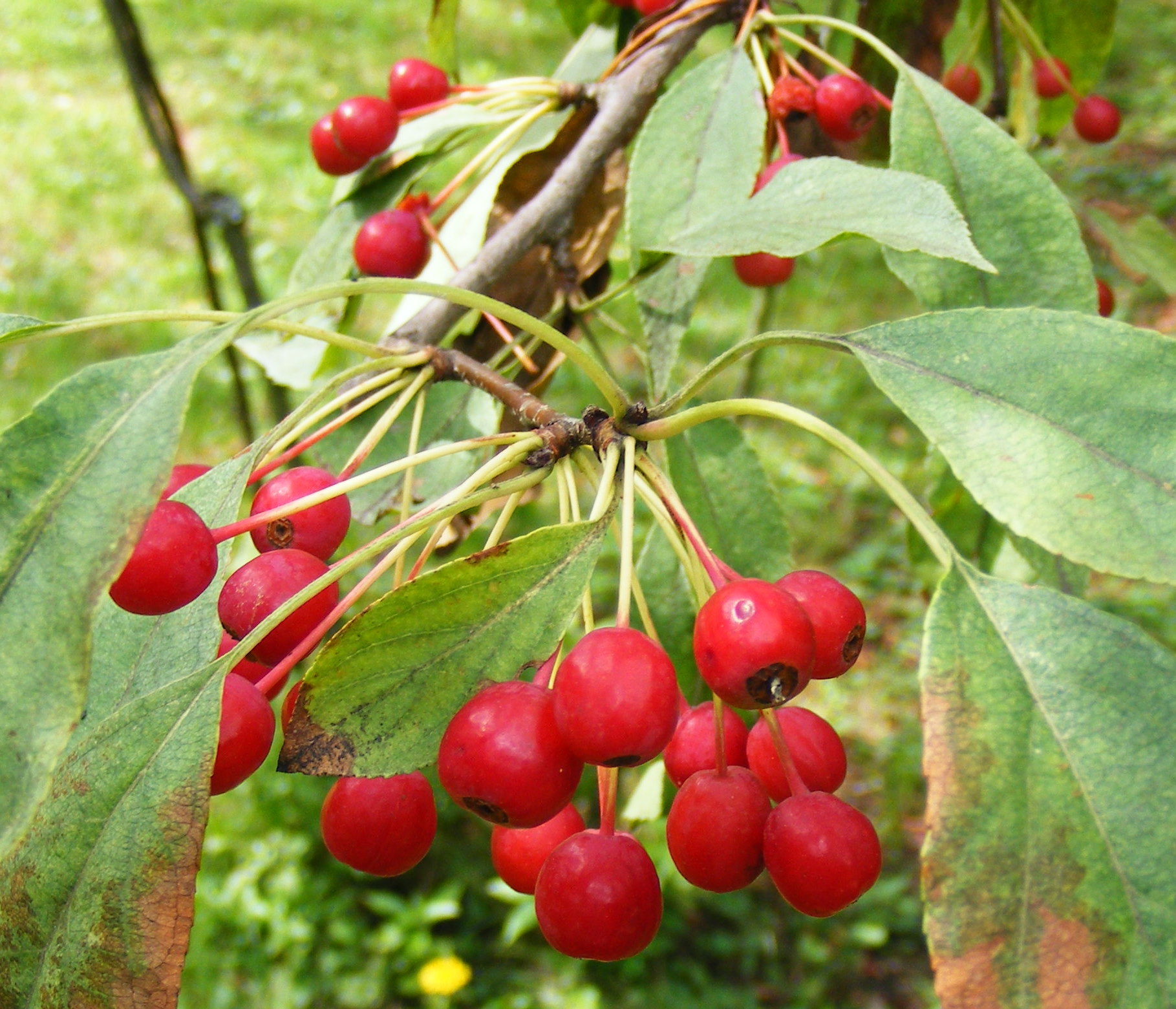 Malus_sachalinensis.jpg