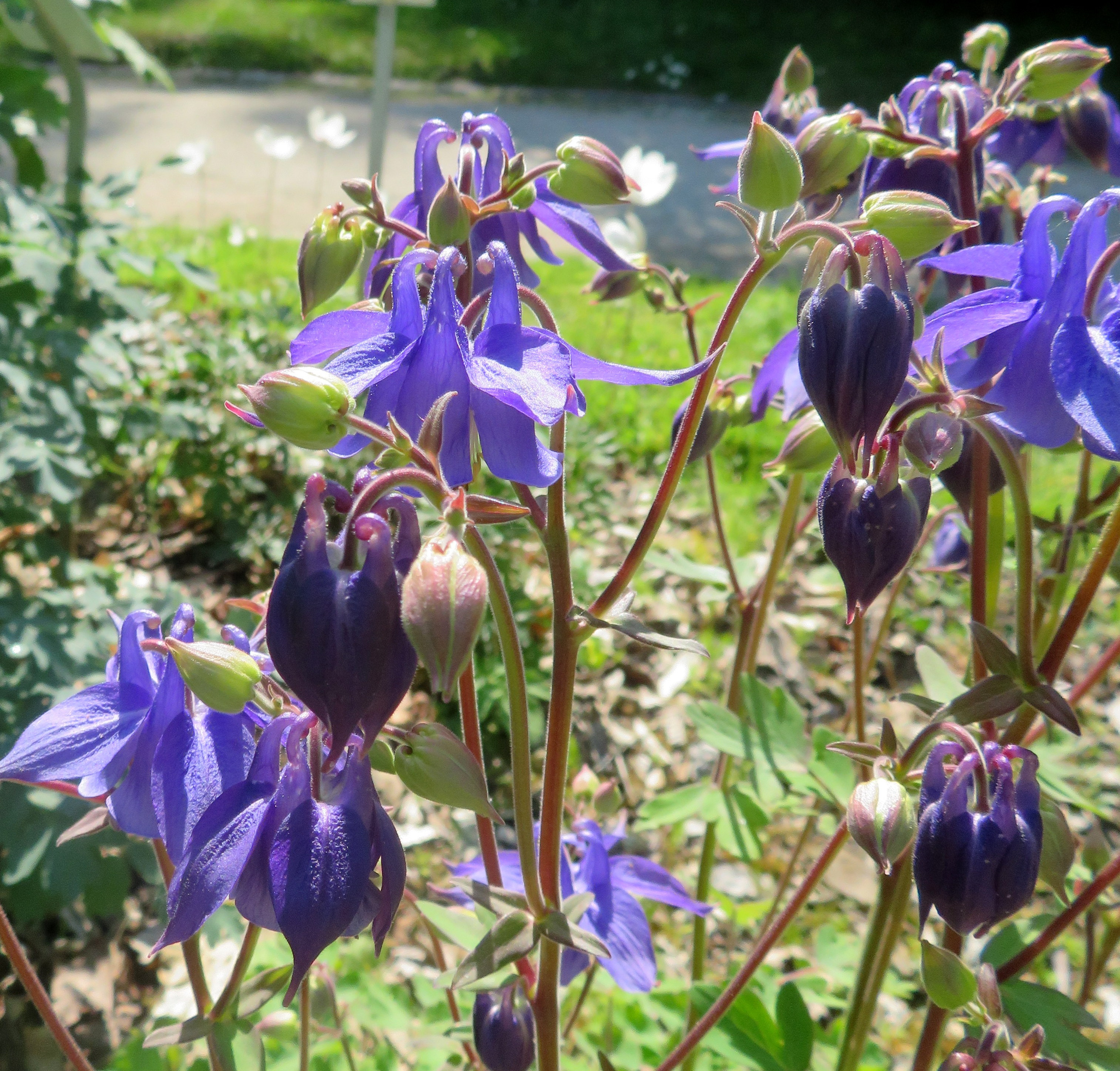 Aquilegia_vulgaris.jpg