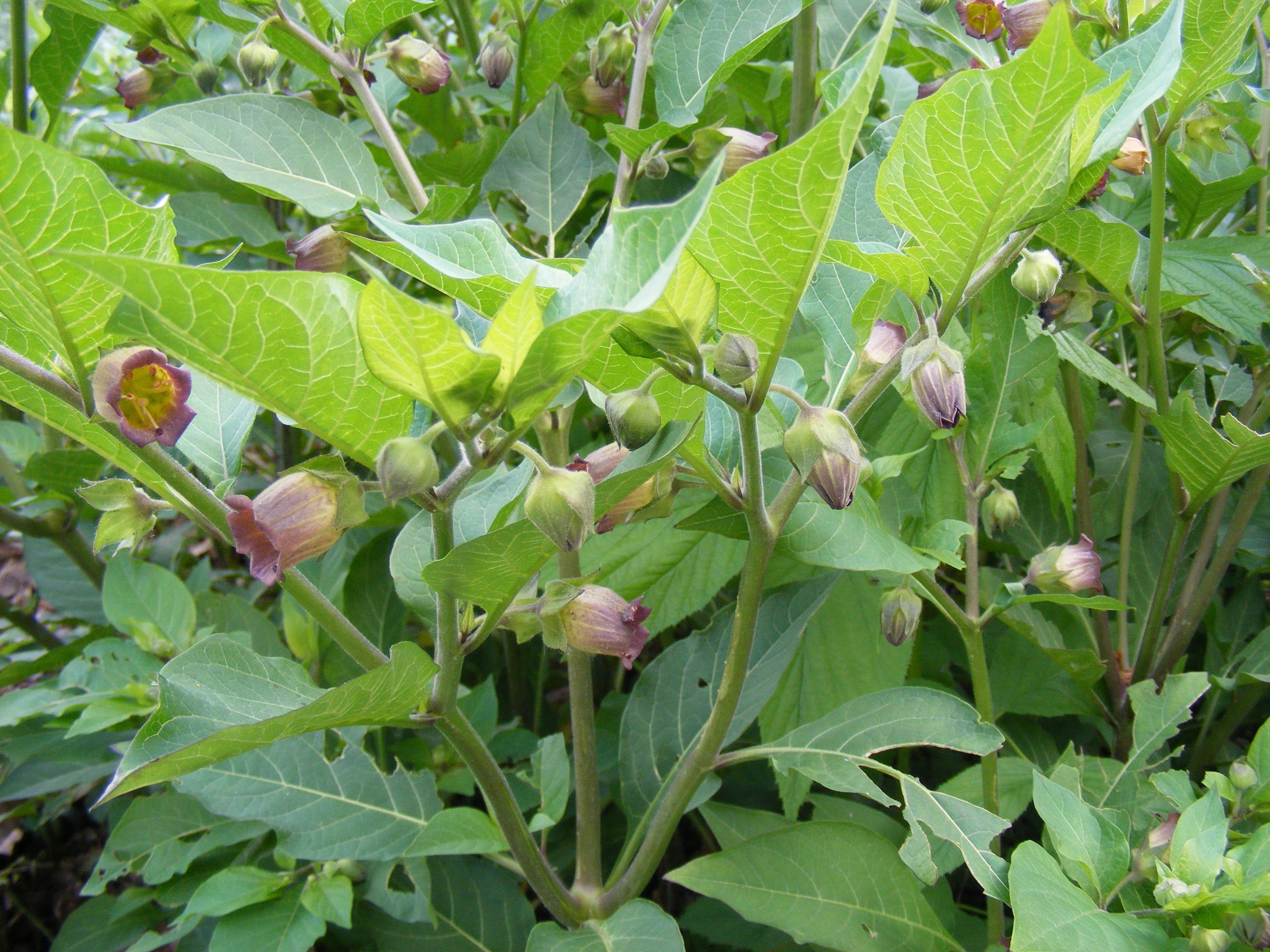 Atropa_belladonna.jpg