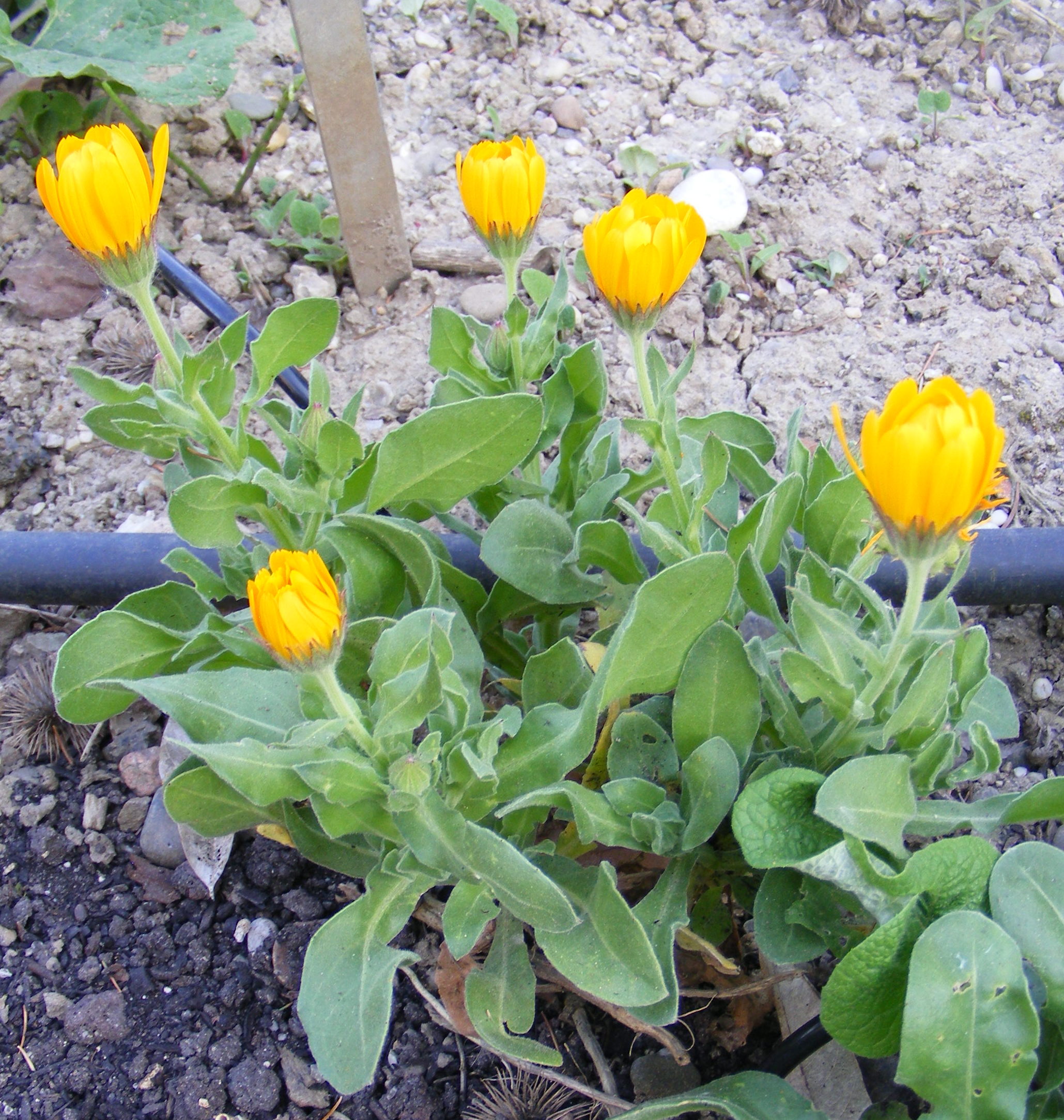 Calendula_officinalis.jpg