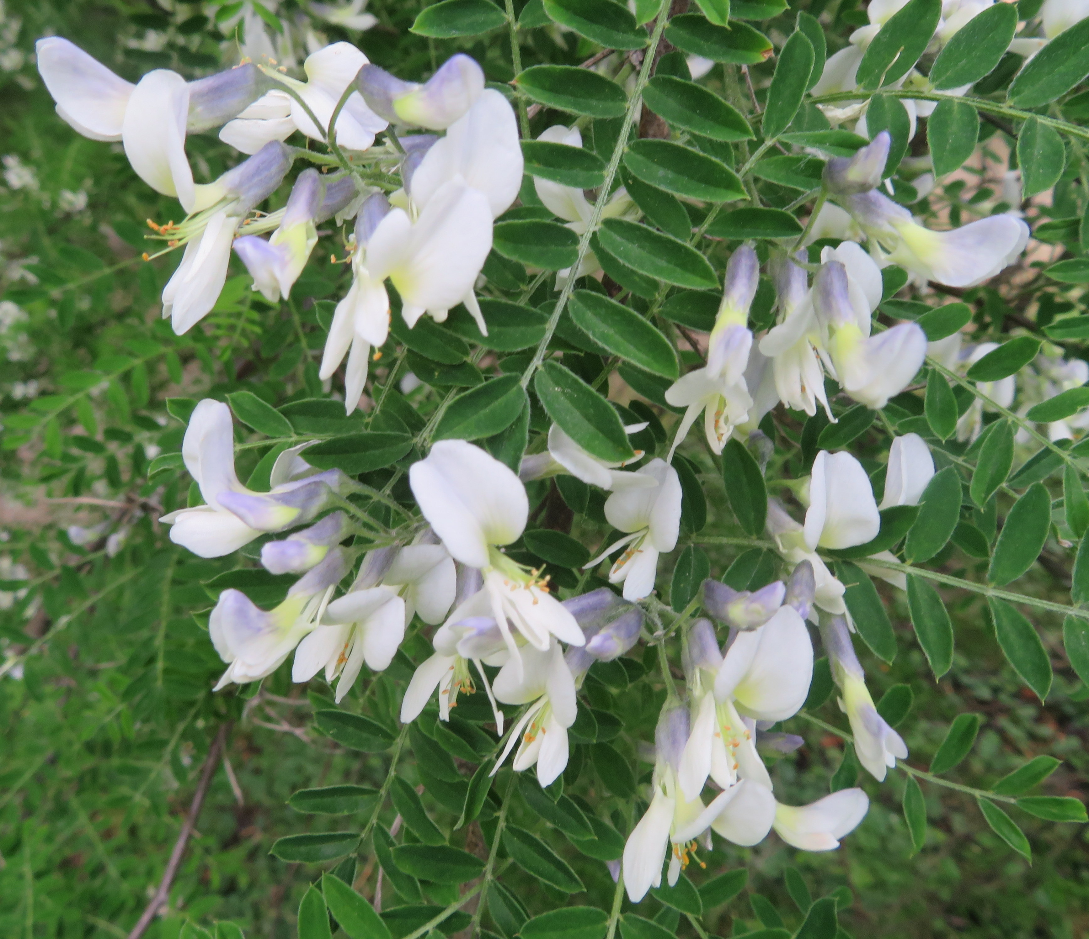 Sophora_davidii.jpg