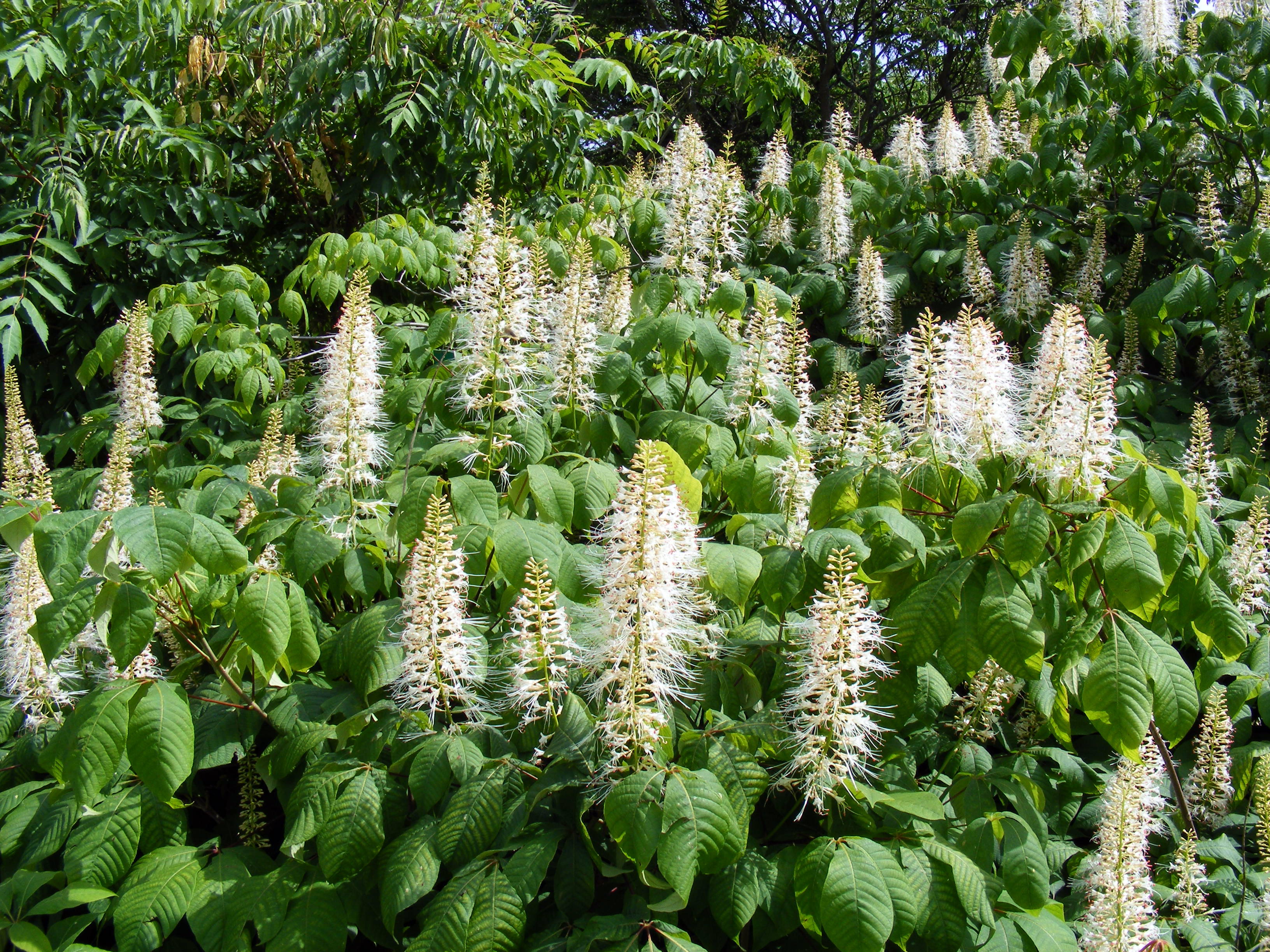 Aesculus_parviflora.jpg