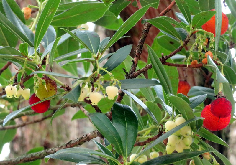 Arbutus_unedo.jpg