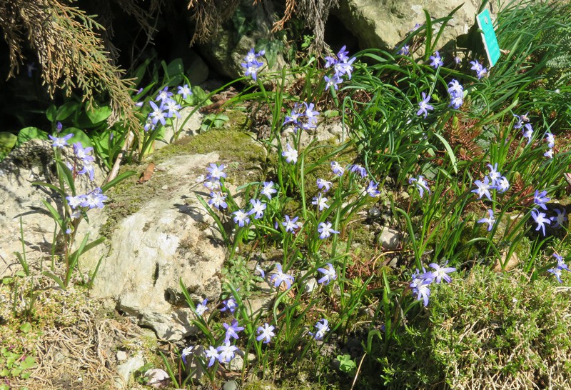 Chionodoxa_luciliae.jpg