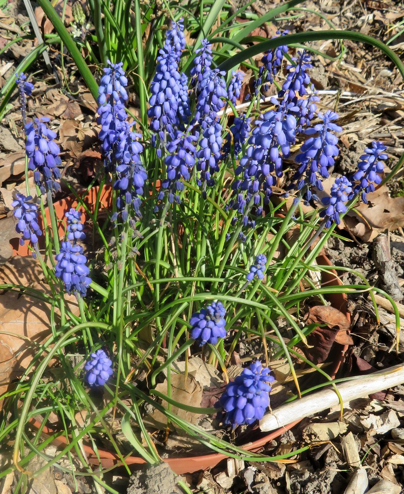 Muscari_neglectum.jpg