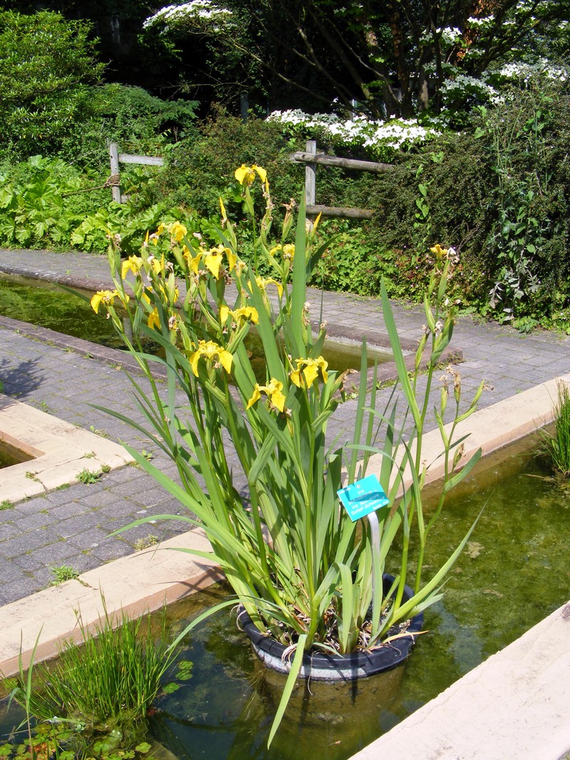 Iris_pseudacorus.jpg