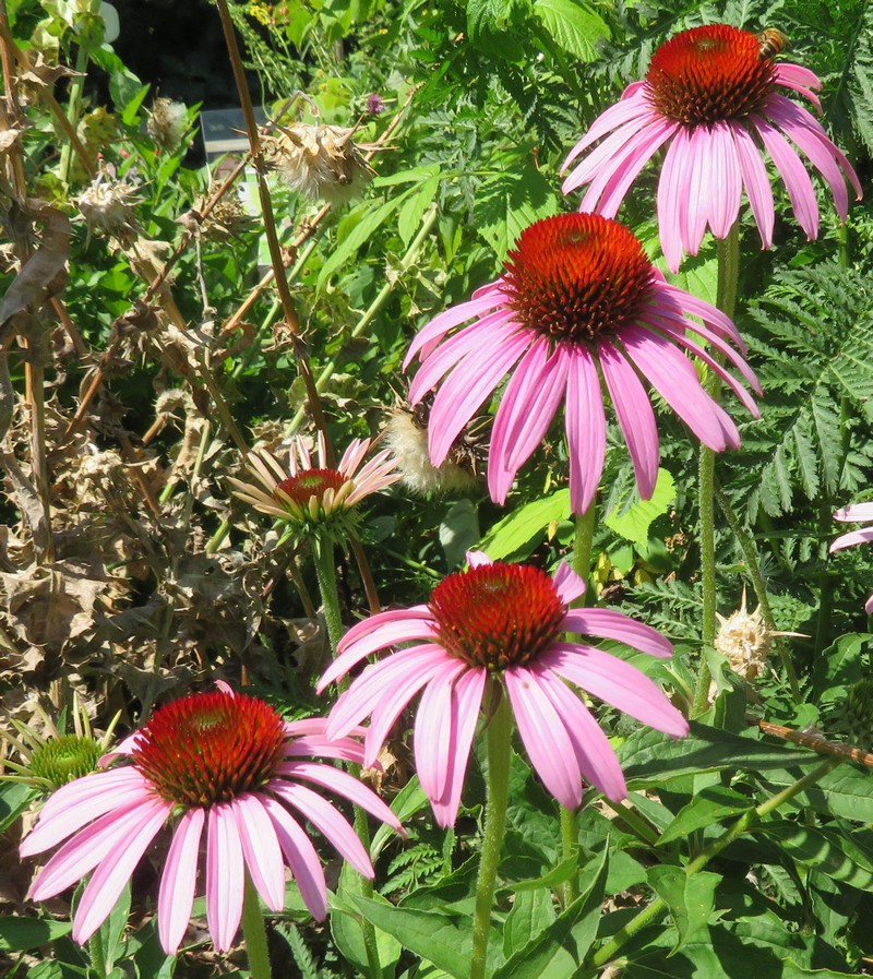 echinacea_purpurea.jpg