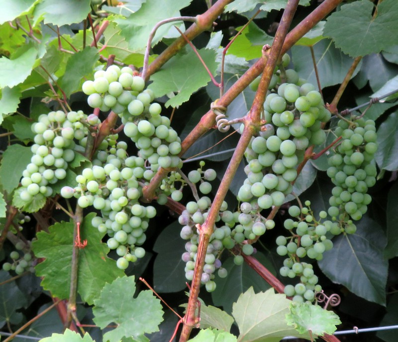 Vitis_vinifera.jpg