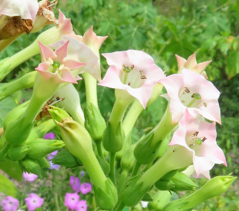 Nicotiana_tabacum.jpg