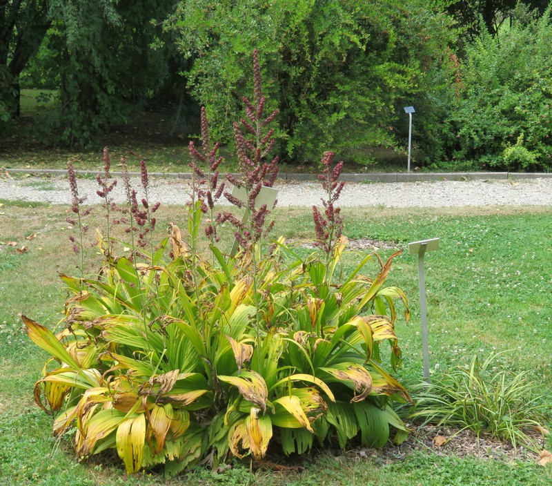 Veratrum_nigrum.jpg