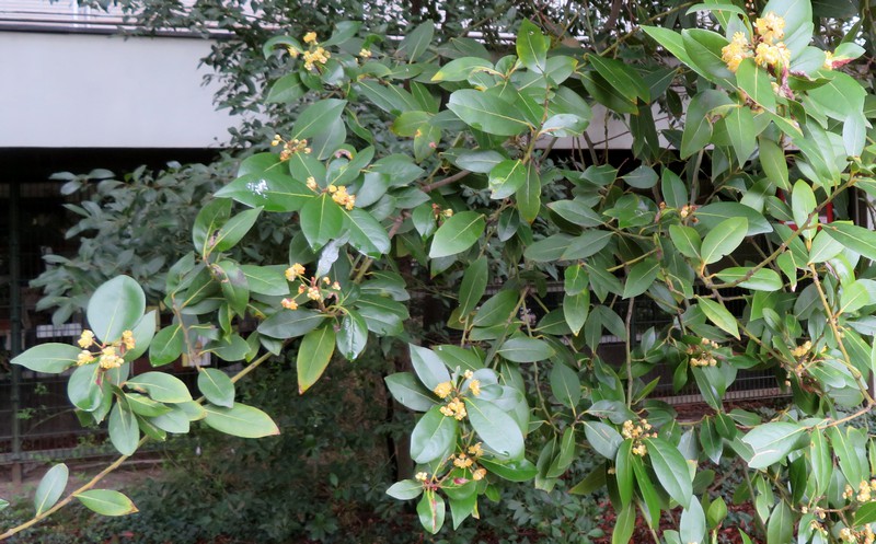 laurus_nobilis.jpg