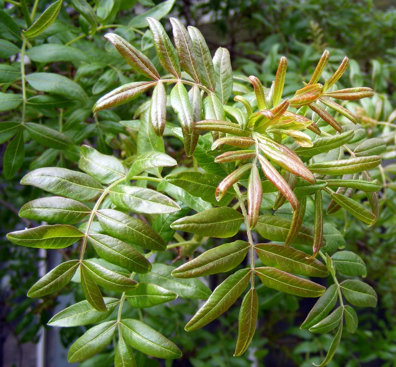 Pistacia_atlantica.jpg