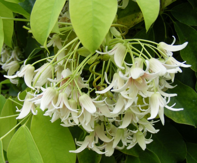 Stauntonia_hexaphylla_7.jpg