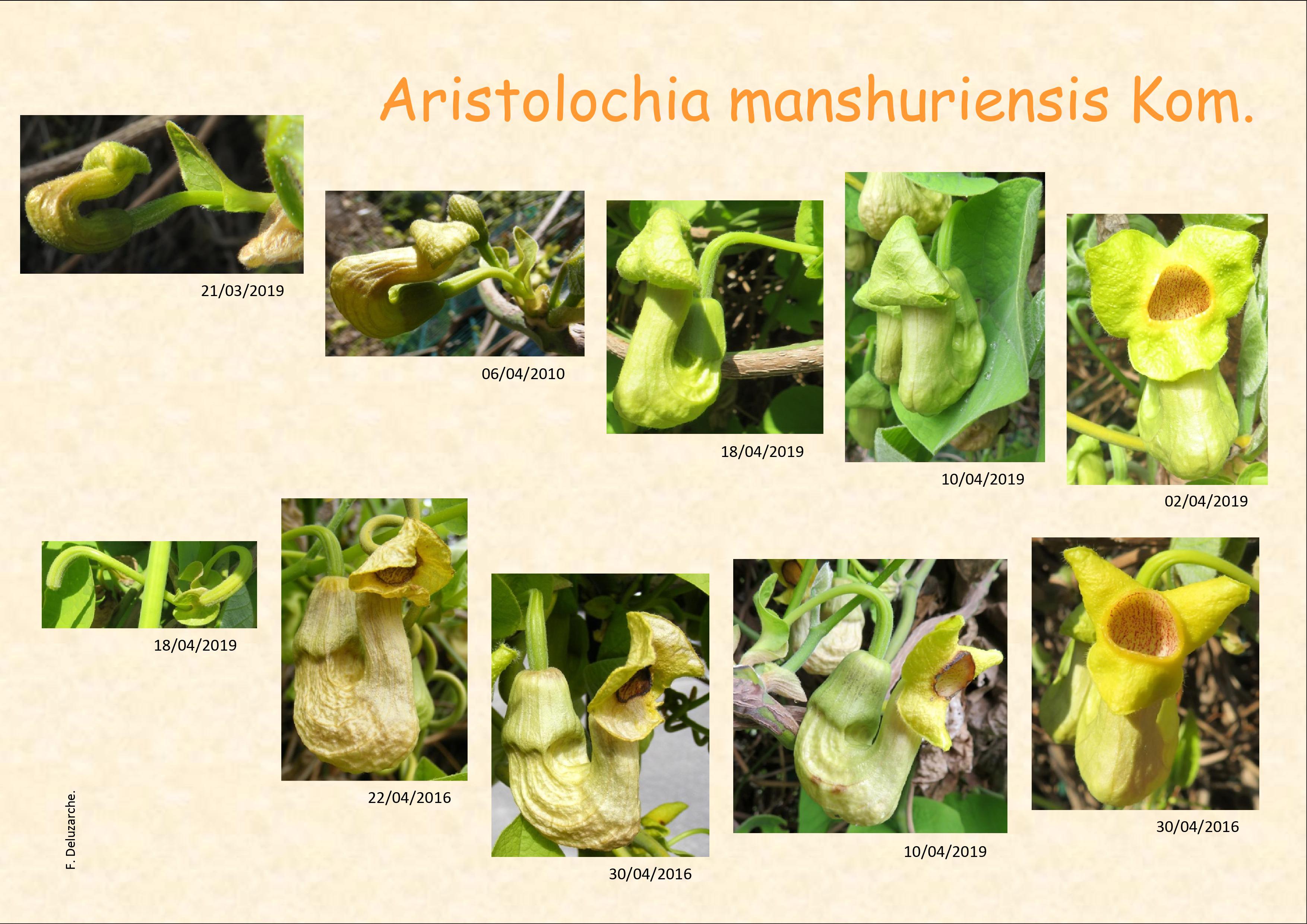 fleur_au_fruit_deec_2020_1.jpg