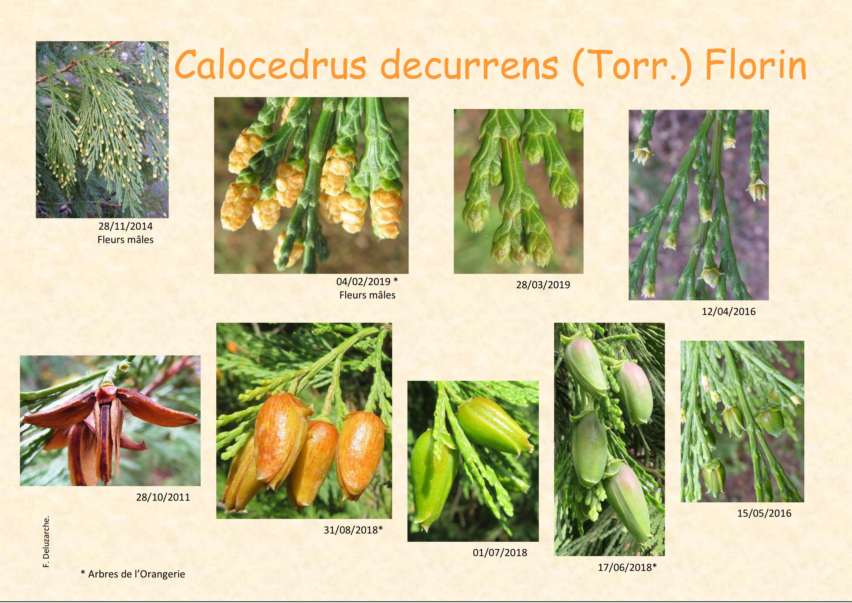 fleur_au_fruit_janvier_2020.jpg