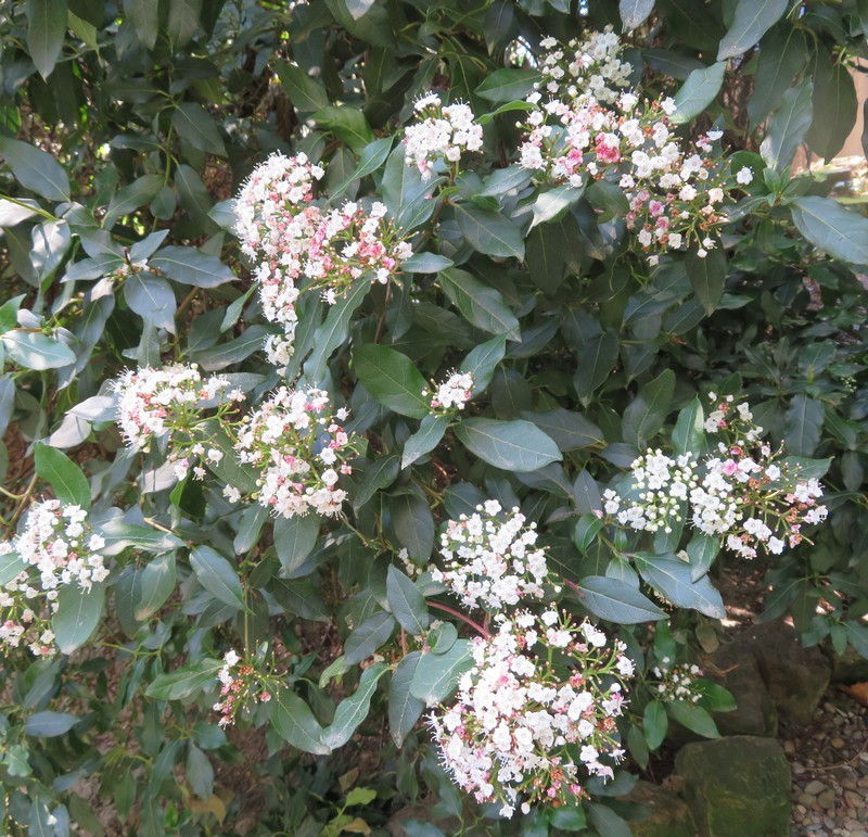 Viburnum_tinus.jpg