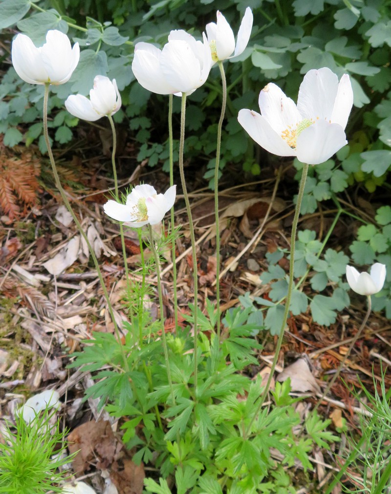 Anemone_sylvestris.jpg