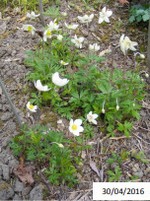 fleur_au_fruit_avril_2020_4.jpg