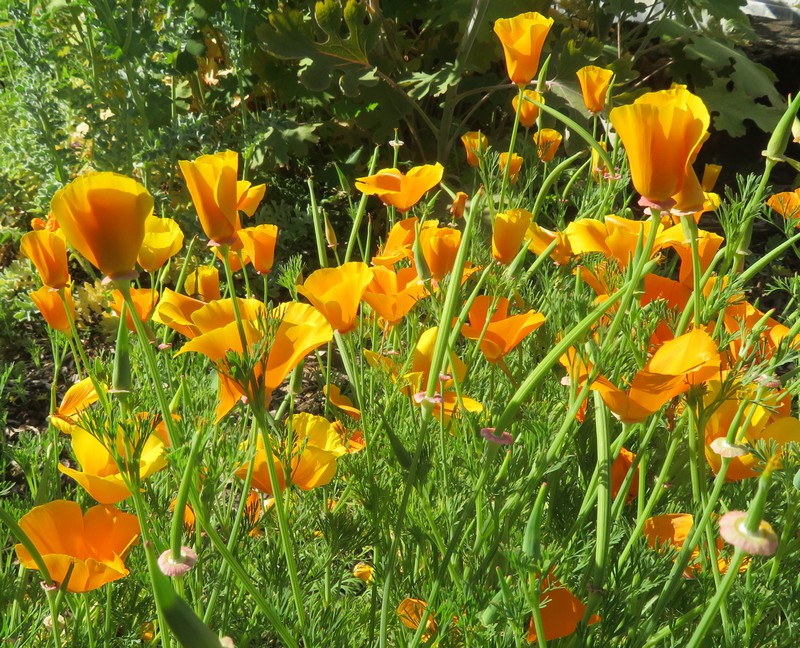 Eschscholzia__californica.jpg