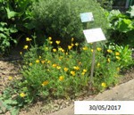 fleur_au_fruit_mai_2020_4.jpg