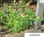 fleur_au_fruit_juillet_2020_4.jpg