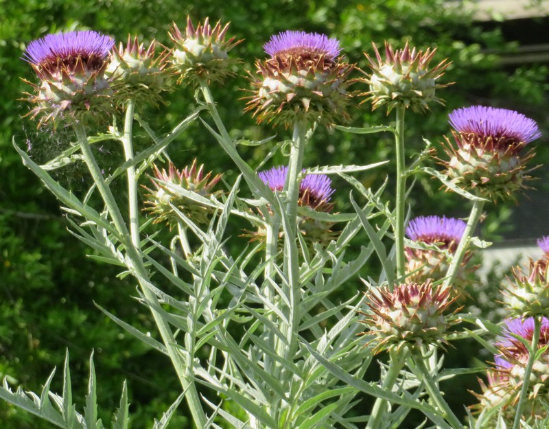 Cynara_cardunculus.jpg