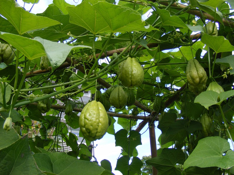 Sechium_edule.jpg