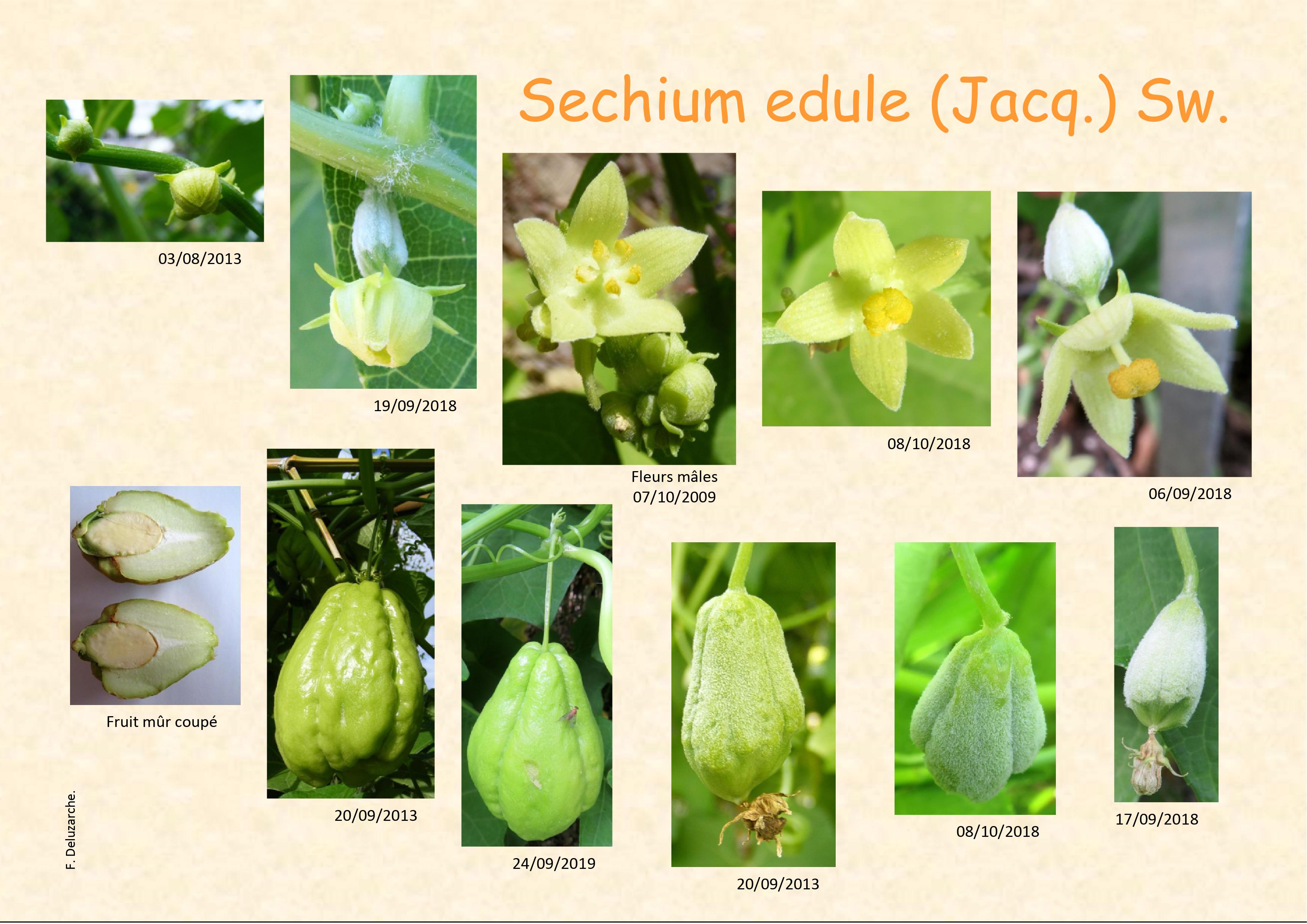 fleur_au_fruit_sep_2020_1.jpg
