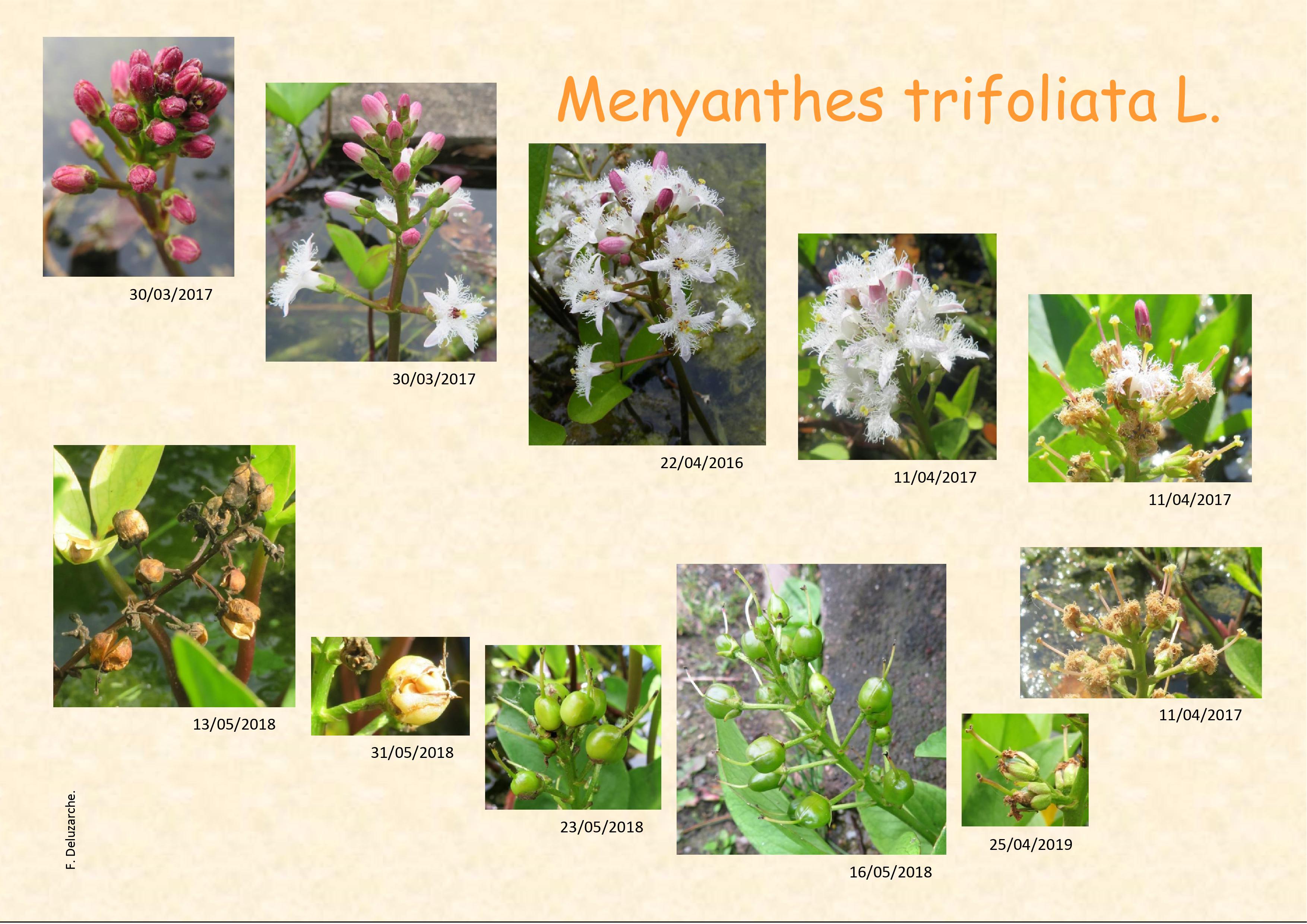 fleur_au_fruit_avril_2021.jpg