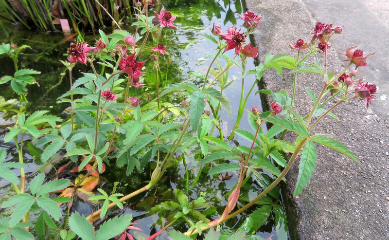 Comarum_palustre.jpg