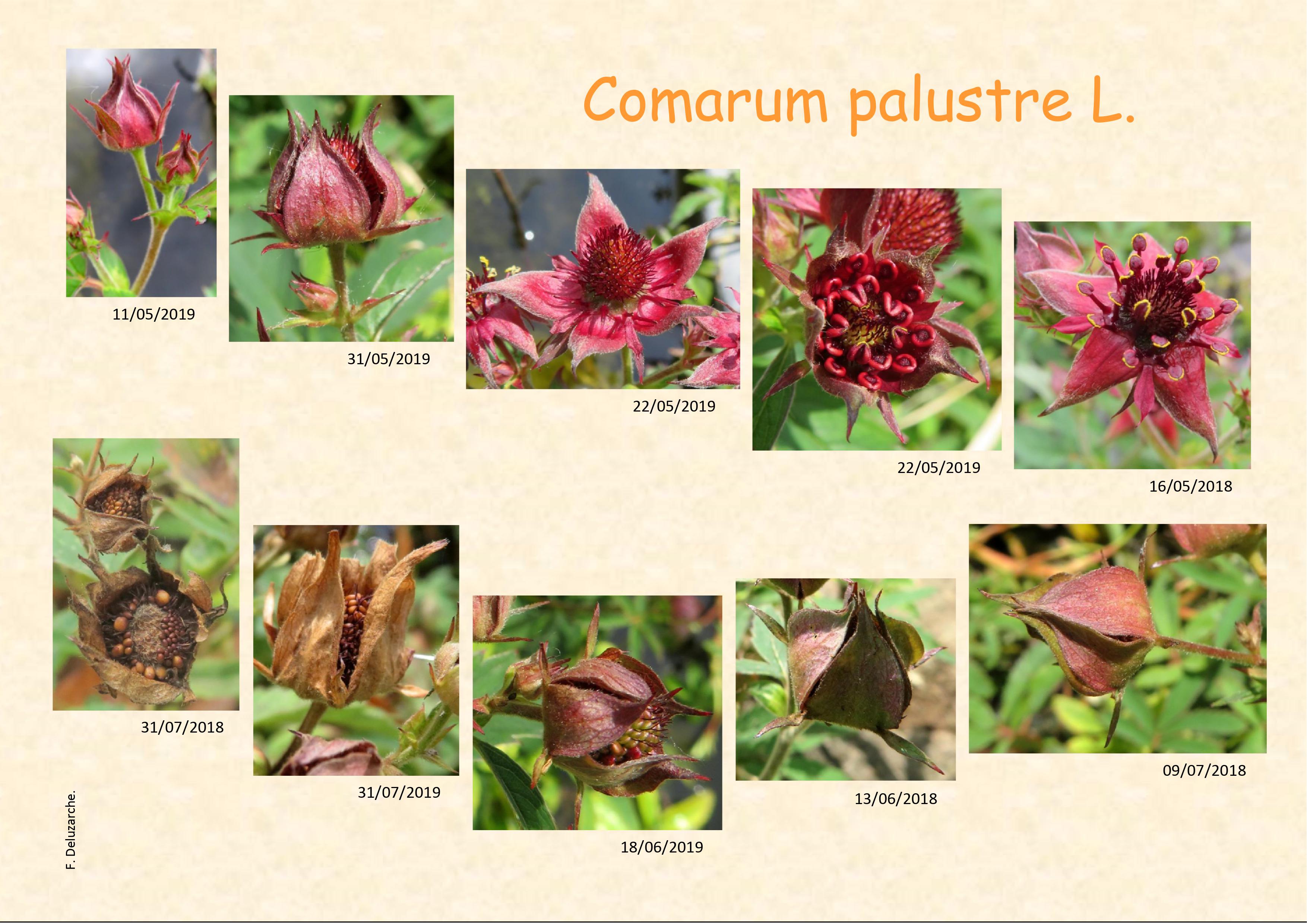 fleur_au_fruit_mai_2021_1.jpg