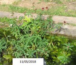 fleur_au_fruit_mai_2021_4.jpg
