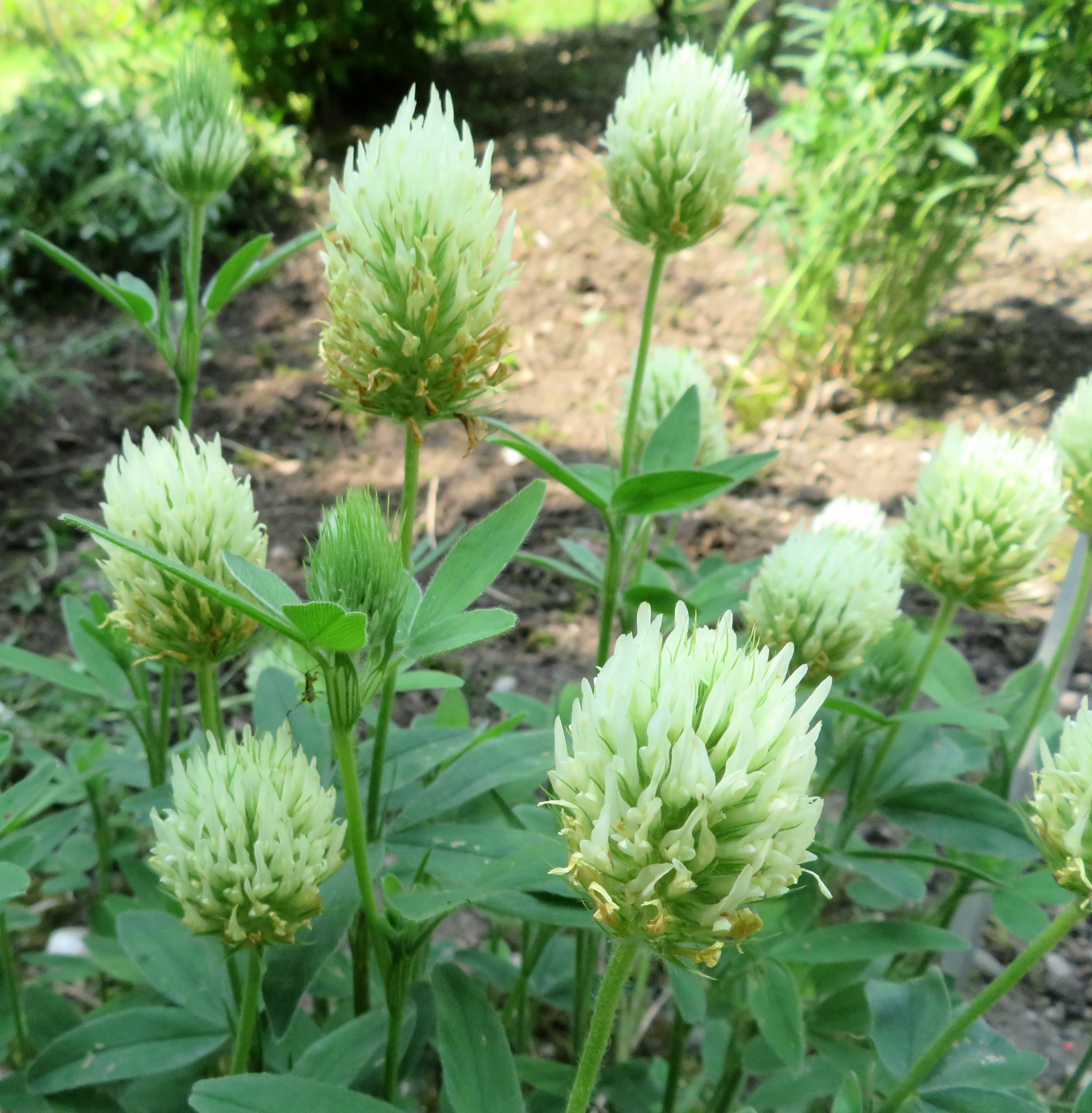 Trifolium__pannonicum.jpg
