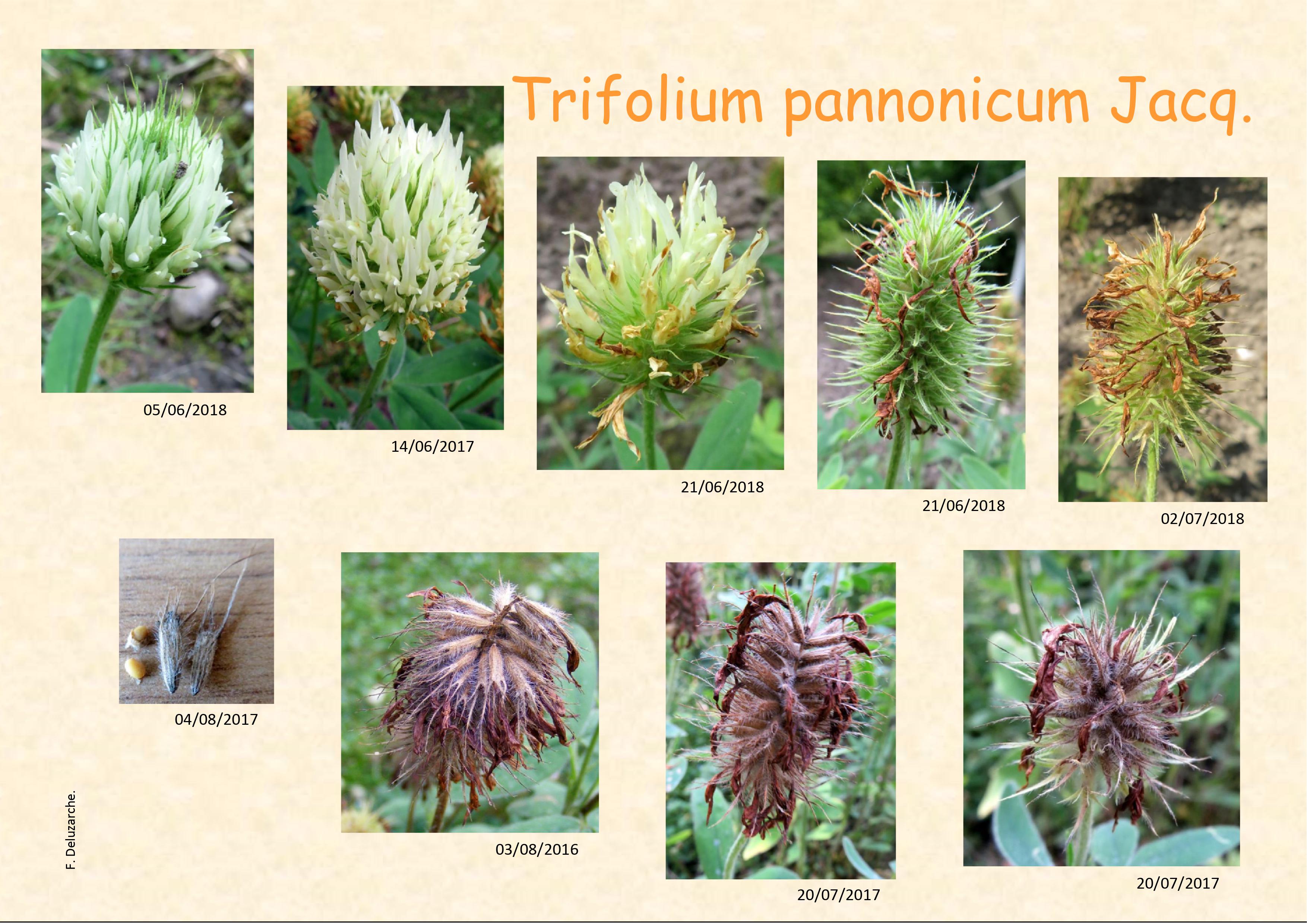 fleur_au_fruit_juin_2021_1.jpg