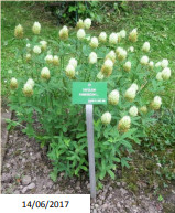 fleur_au_fruit_juin_2021_3.jpg