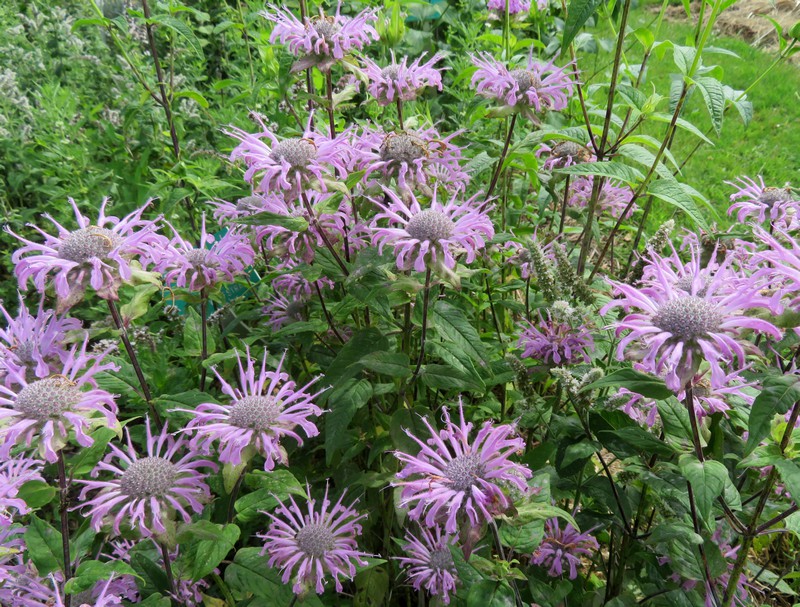 Monarda_didyma.jpg