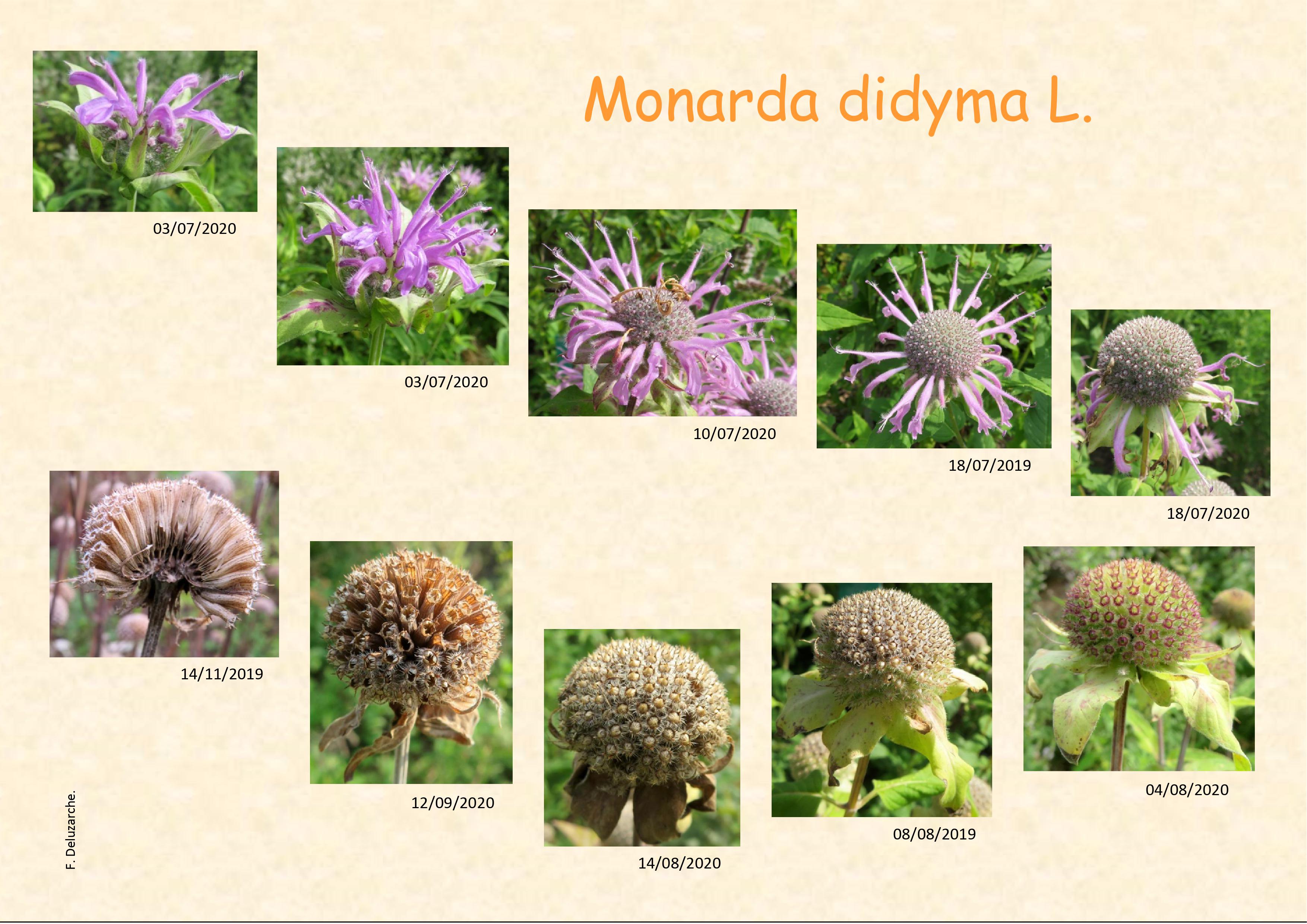 fleur_au_fruit_juillet_2021_1.jpg