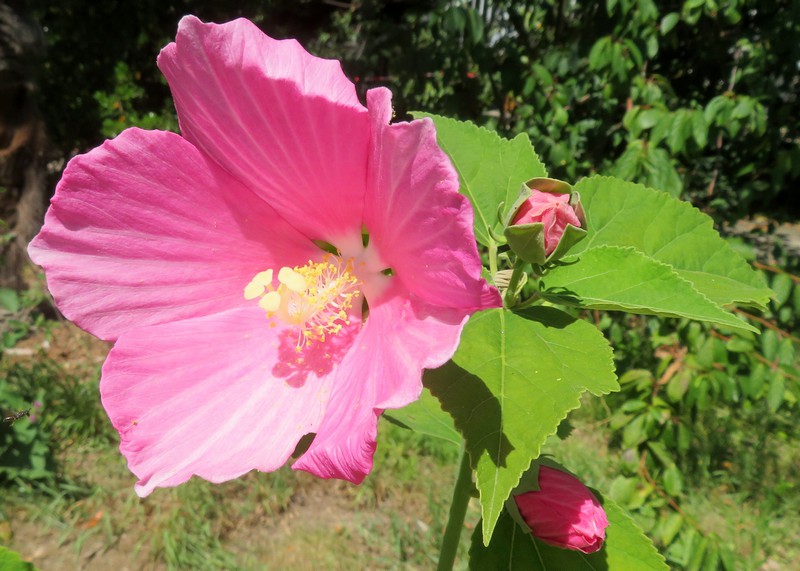 21_08_Hibiscus__palustris.jpg