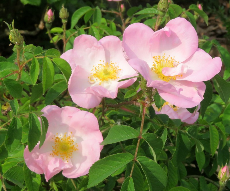 Rosa_gallica.jpg