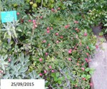 fleur_au_fruit_sept_2021_3.jpg