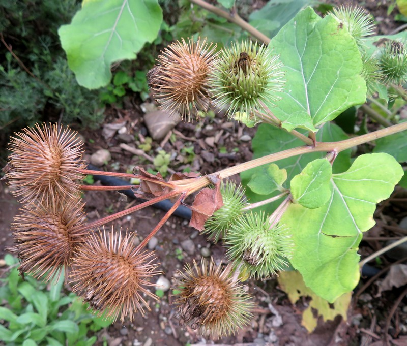 Arctium_lappa.jpg
