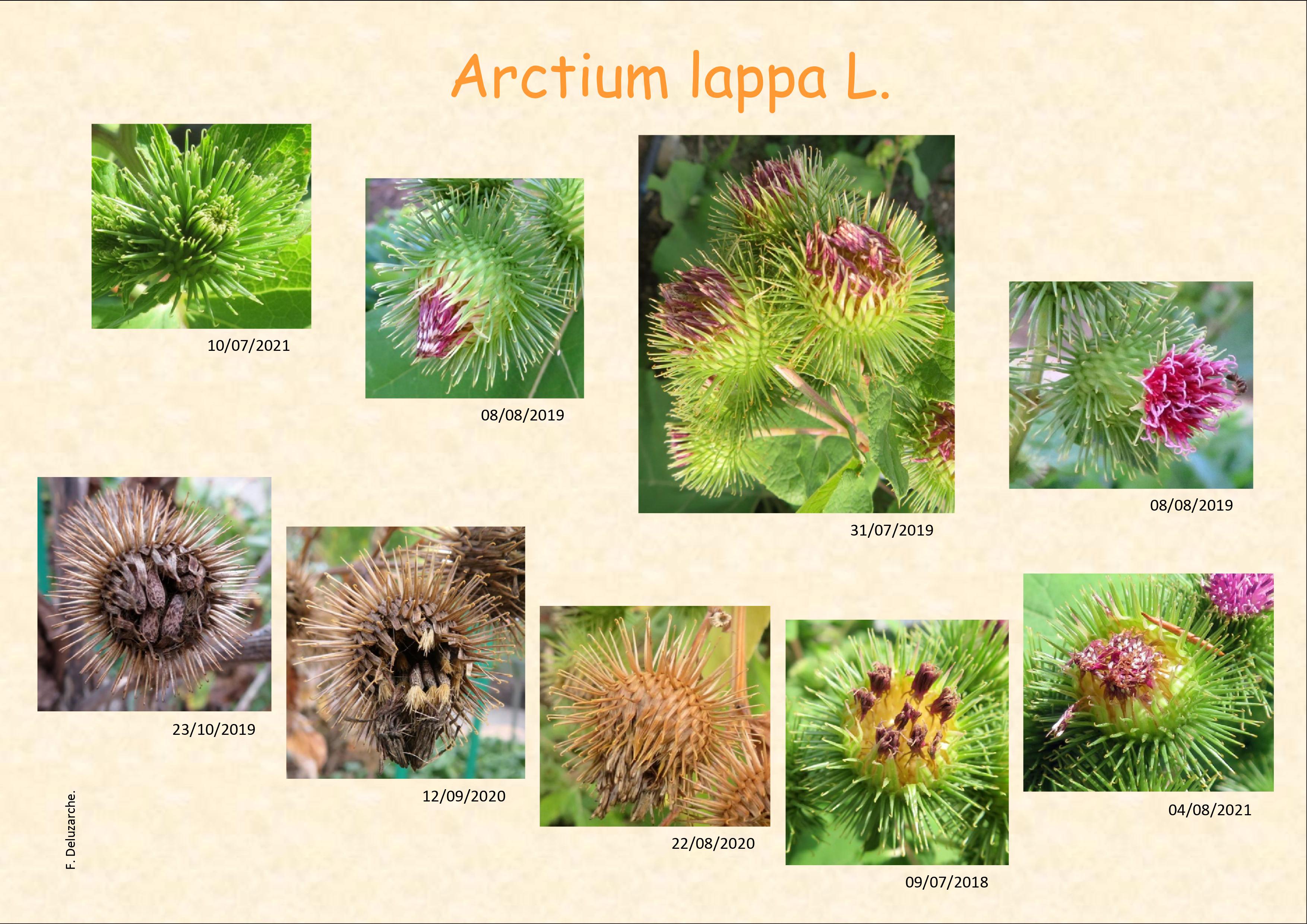 fleur_au_fruit_oct_2021_1.jpg