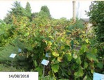 fleur_au_fruit_oct_2021_4.jpg
