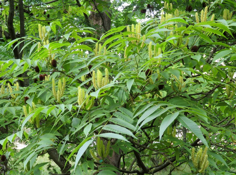 Platycarya__longipes.jpg